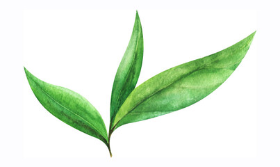 Naklejka premium Watercolor image of fresh tea leaves. Three green leaves on common branch isolated on white background. Hand drawn botanical illustration. Fresh summer vegetation
