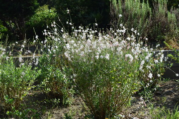 The white flowers that bloom in the forest