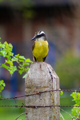 yellow wagtail on a branch