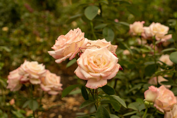 pink roses