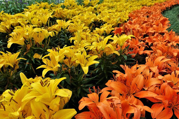 Bright flowerbed with lilies. Orange and yellow flowers on a background of green leaves. They grow in curved rows.