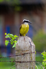 yellow wagtail on a branch