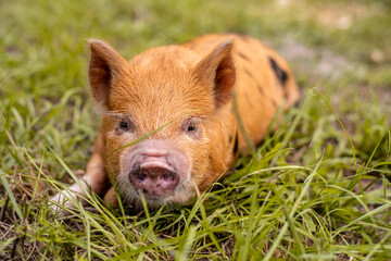 Kunekune piglet orange and black laying down in grass