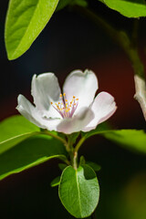 white water lily