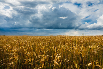 Beautiful golden color wheat field and dark stormy sky. Landscape shot.