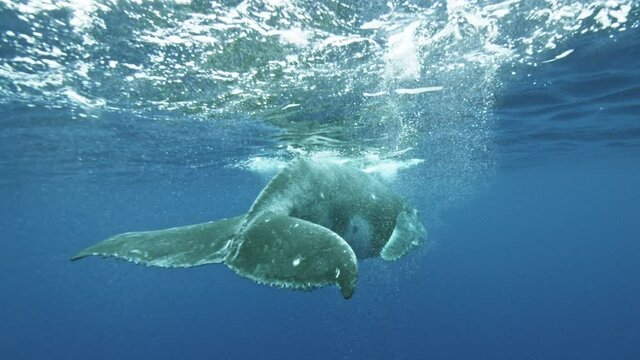 air bubbles pass near the lens while humpback whale swims away from camera , Slow motion shot