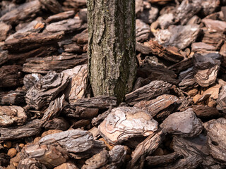 Close-up rowing tree in a container on the street. Covering the ground with tree bark.