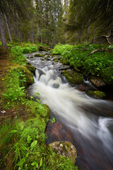 Obraz premium river in the forest