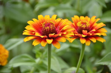 Visite dans un champs de fleurs