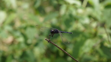 close up of a dragonfly