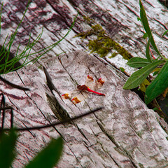 枕木に止まった赤とんぼ