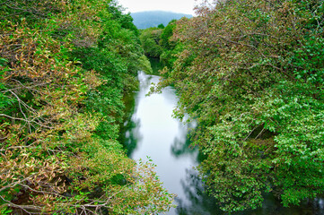 Fototapeta na wymiar 森の中を流れる川。釧路川、北海道。