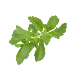 Stevia rebaudiana plant isolated on white background