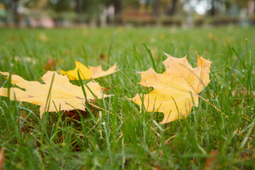 Fallen maple leaves on grass in autumn season.