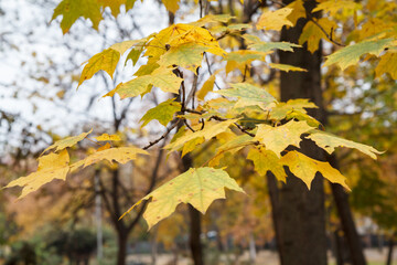 Yellow maple leaves in autumn season with the sky on the background.