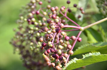 Chutes du Parc Doncaster, Québec