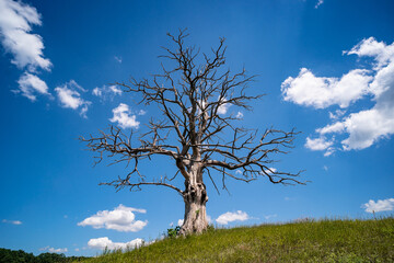 Fototapeta na wymiar lonely dead dry tree