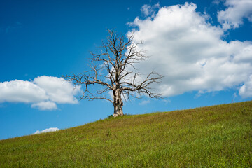 Fototapeta na wymiar lonely dead dry tree