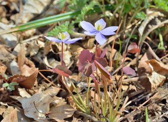 Flowers of early spring (Jeffersonia dubia, Plagiorhegma dubia)