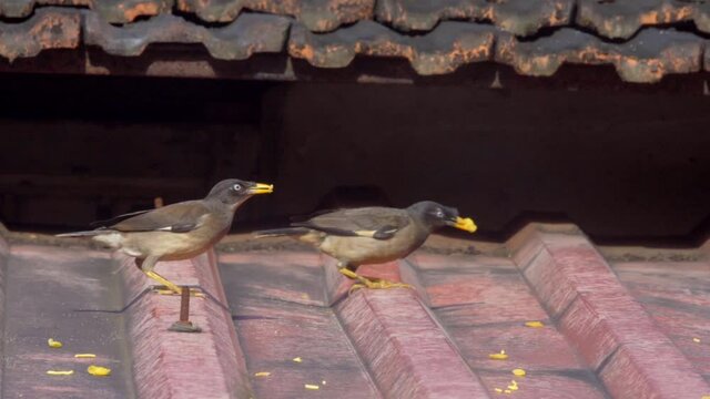 mayna eating on roof three slow mo