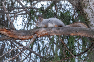 The squirrel sits on a fir branches in the winter or autumn.