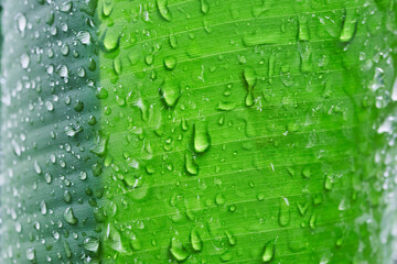 Rain drops on green banana leaves,soft focus.