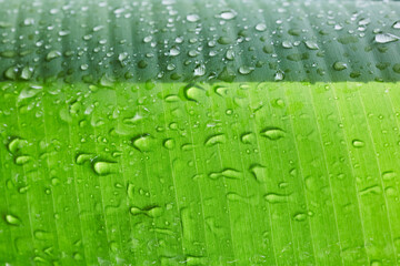  Rain drops on green banana leaves,soft focus.