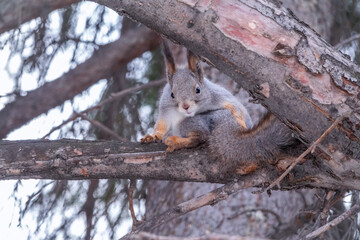 Fototapeta premium The squirrel sits on a fir branches in the winter or autumn.