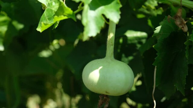 Close up green bottle gourd or calabash gourd on branch
