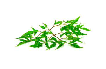 Polyscias isolated on white background