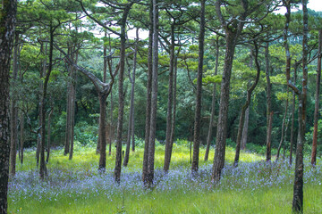 pine forest with purple grass flowers field at Phu Soi Dao National Park in Thailand