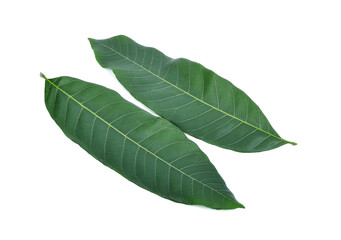 Leaf of longan fruit isolated on white background
