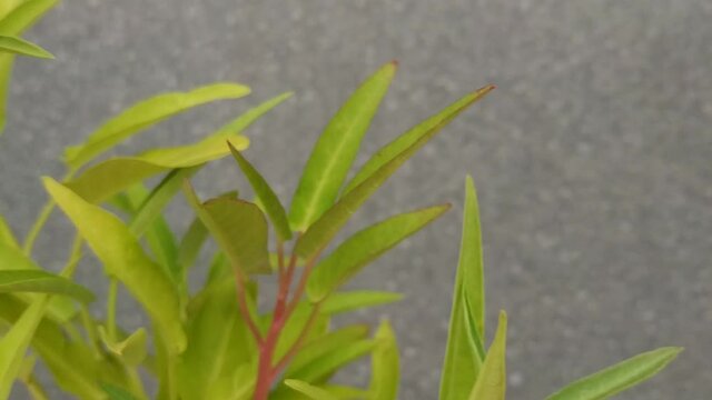 Ipomoea aquatica Forsk or water spinach fresh vegetables 