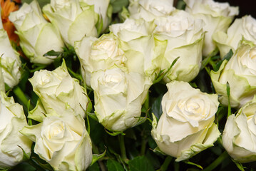 Rosaprima Green tea rose flowers. Bouquet of light green roses. white roses with a greenish tint close-up.