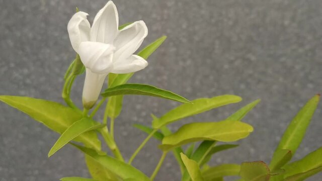 Ipomoea aquatica Forsk or water spinach fresh vegetables 