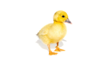 NewBorn little Cute yellow duckling isolated on white.