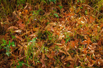 Yellow autumn fallen leaves for background