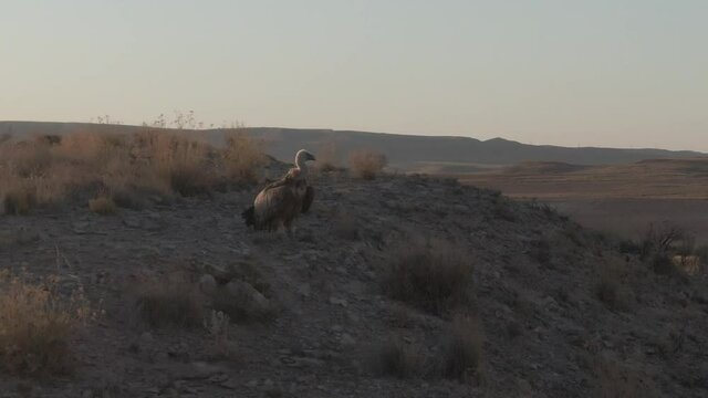 Buitre en el atardecer en una monta&ntilde;a en desierto
