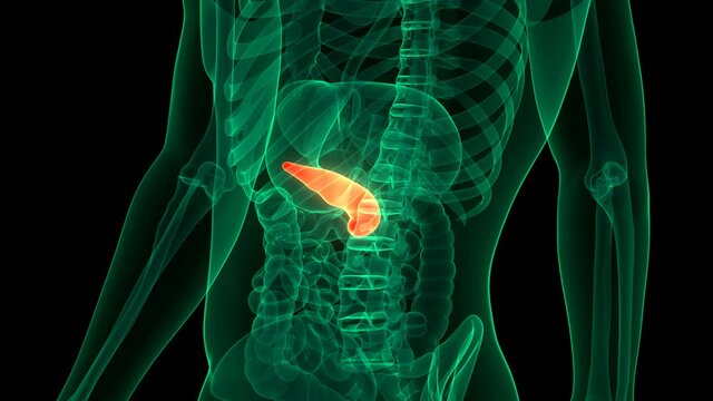 Human Internal Organ Pancreas Anatomy Animation Concept