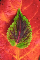 Red and Orange Autumn Leaves Background