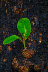 Fresh green leaf background