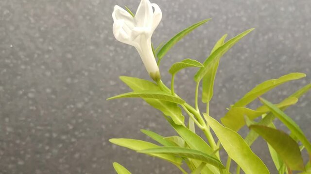 Ipomoea aquatica Forsk or water spinach fresh vegetables 