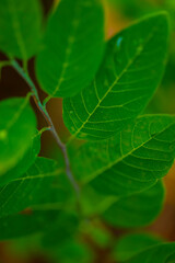 Fresh green leaf background