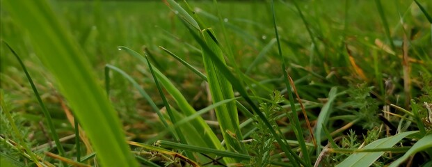 green grass background