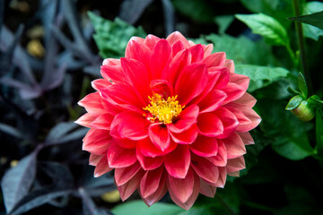 red dahlia flower at the Butchart Gardens in Victoria, Canada