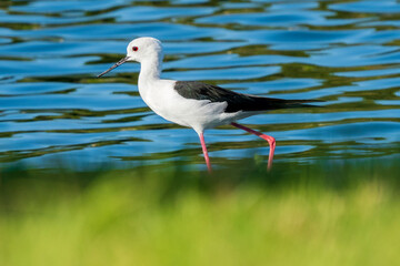 Black-winged Stilt Himantopus himantopus Costa Ballena Cadiz