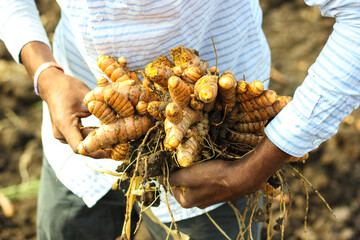 Turmeric root , Herb plant in hand