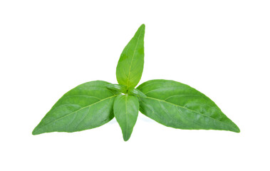 Andrographis paniculata plant on white background