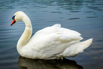 White swan swimming on a pond