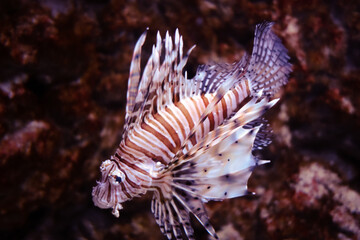 Red lionfish underwater close-up view